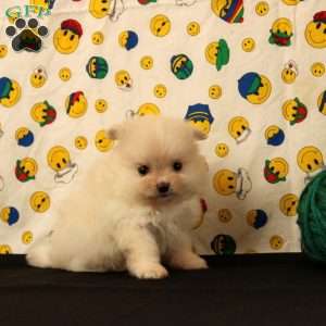 Delilah, Pomeranian Puppy